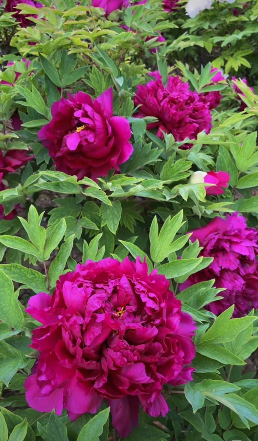 惊艳深红,牡丹花开映春日  初见这深红色的牡丹,仿佛被春天的热烈