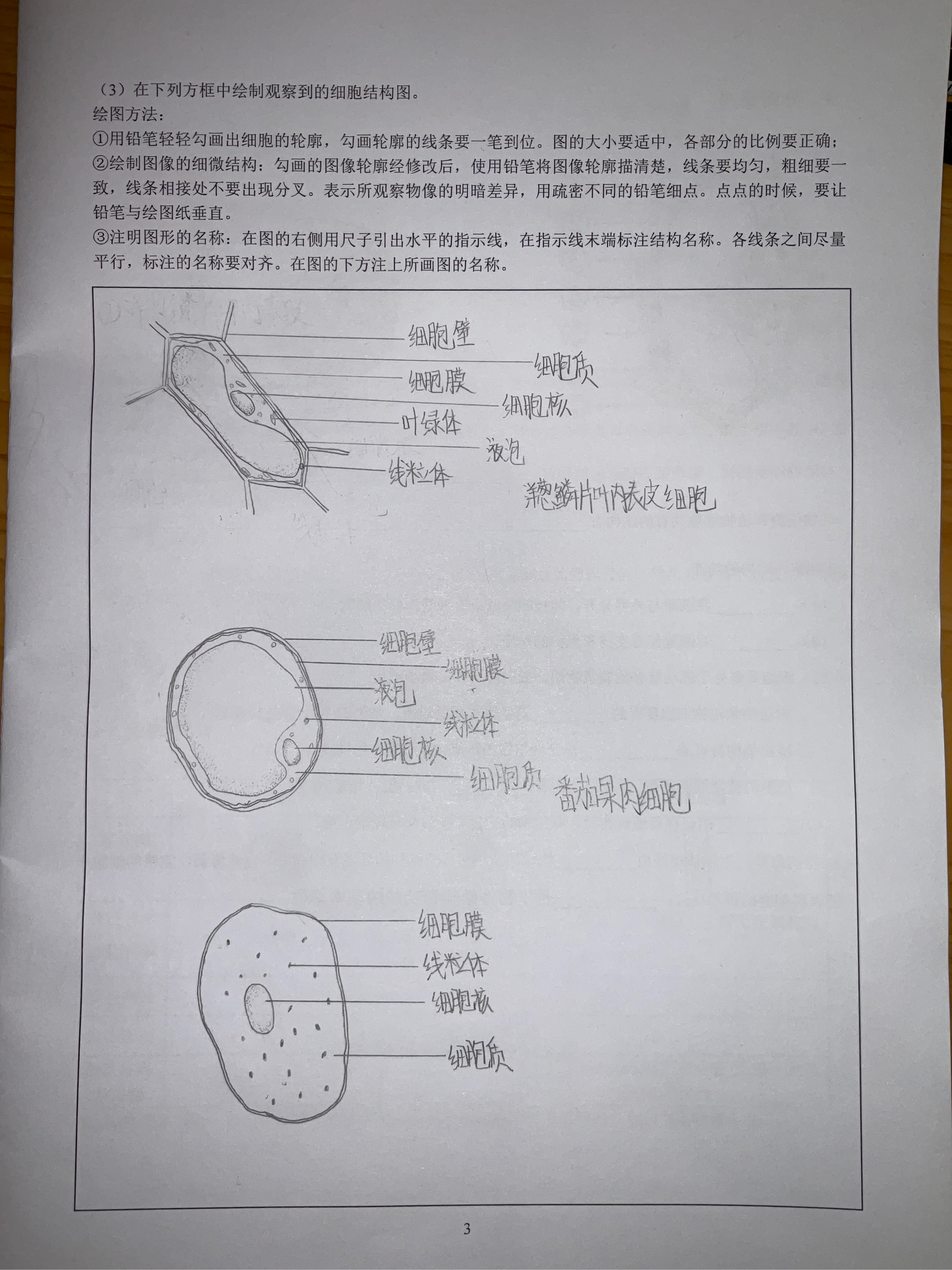 番茄果肉细胞图图片