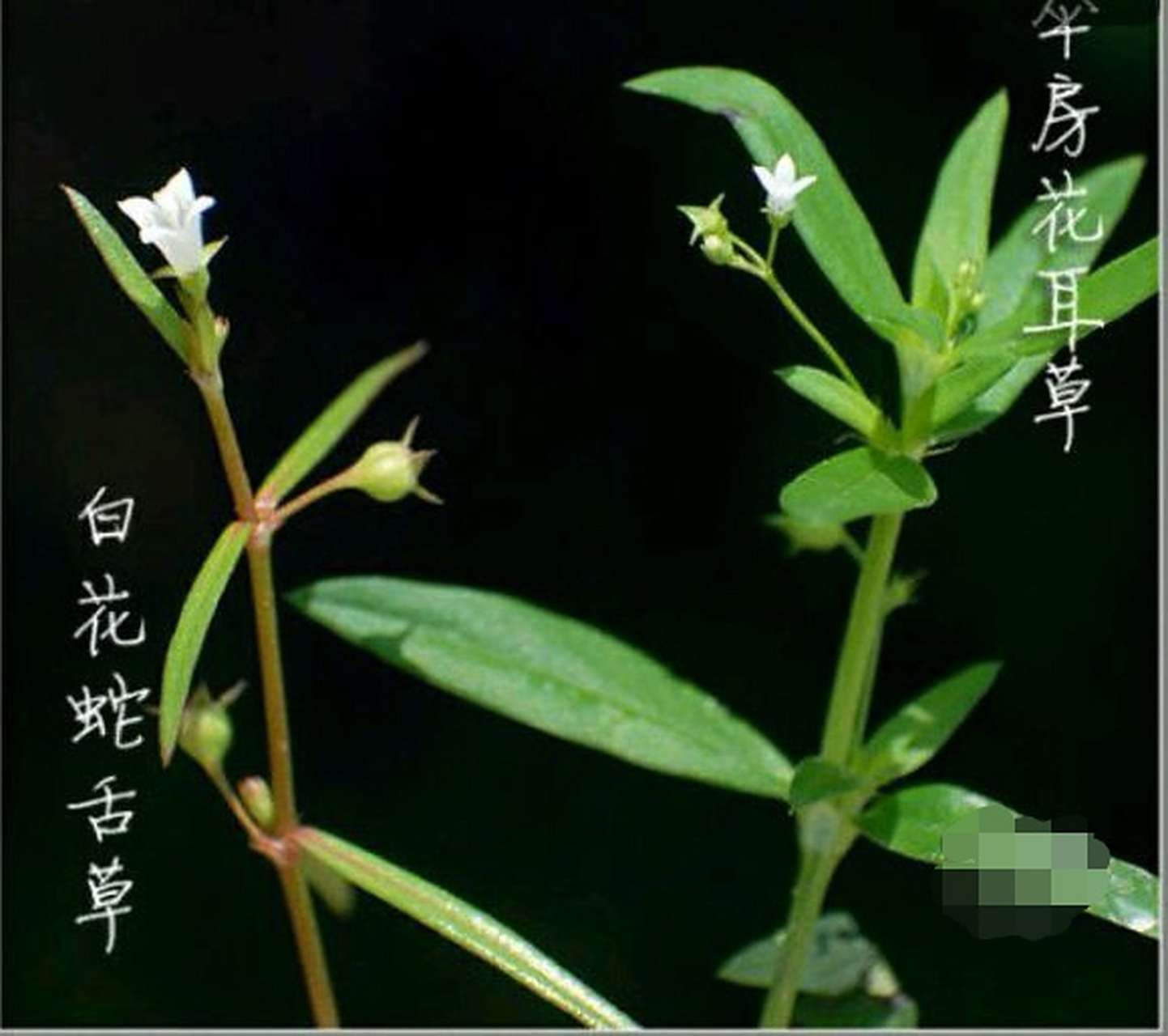 水线草与白花蛇舌草容易混淆,最明显的区别: 白花蛇舌草:叶细小而长