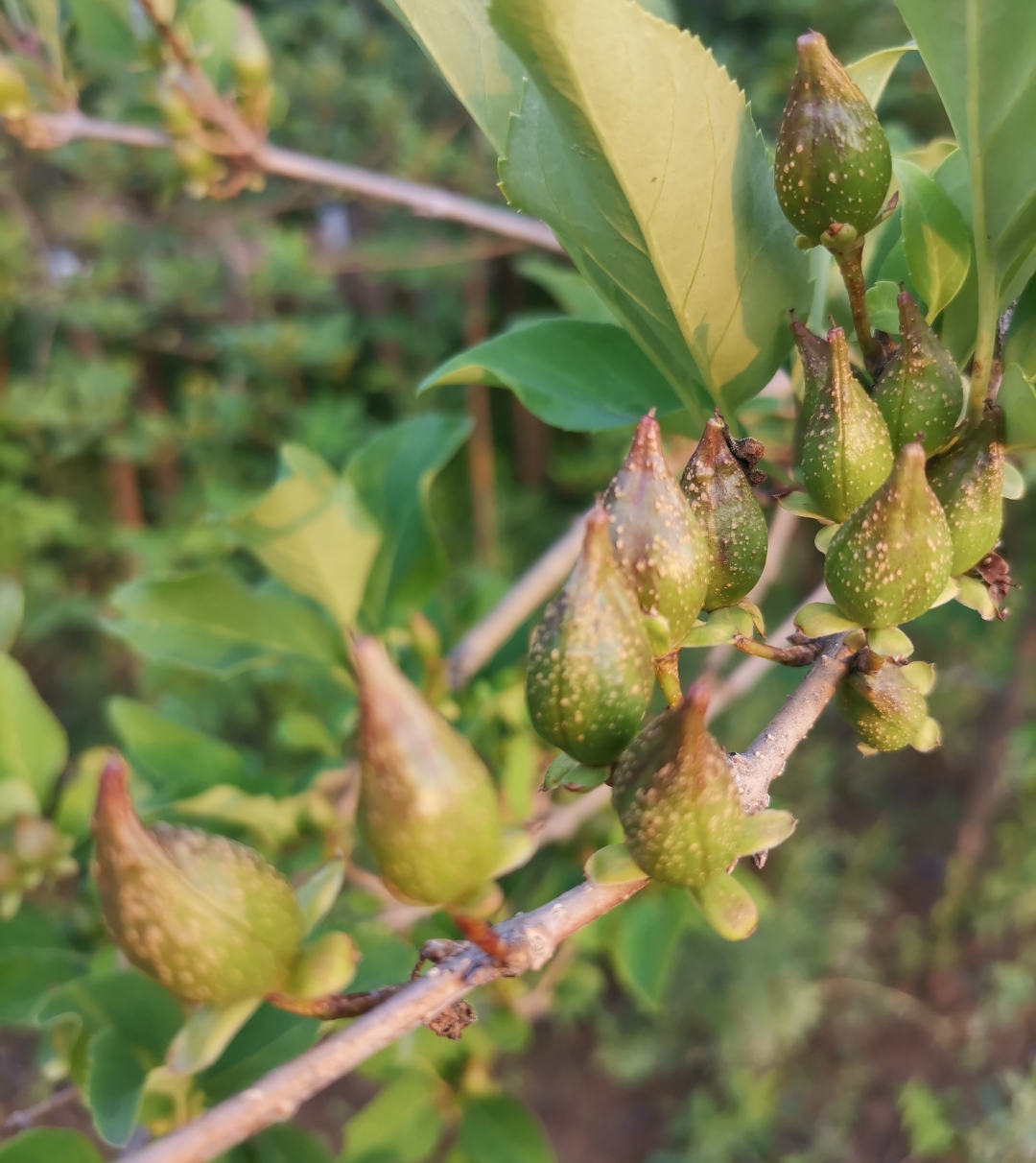 高产连翘苗,秋季10月出苗