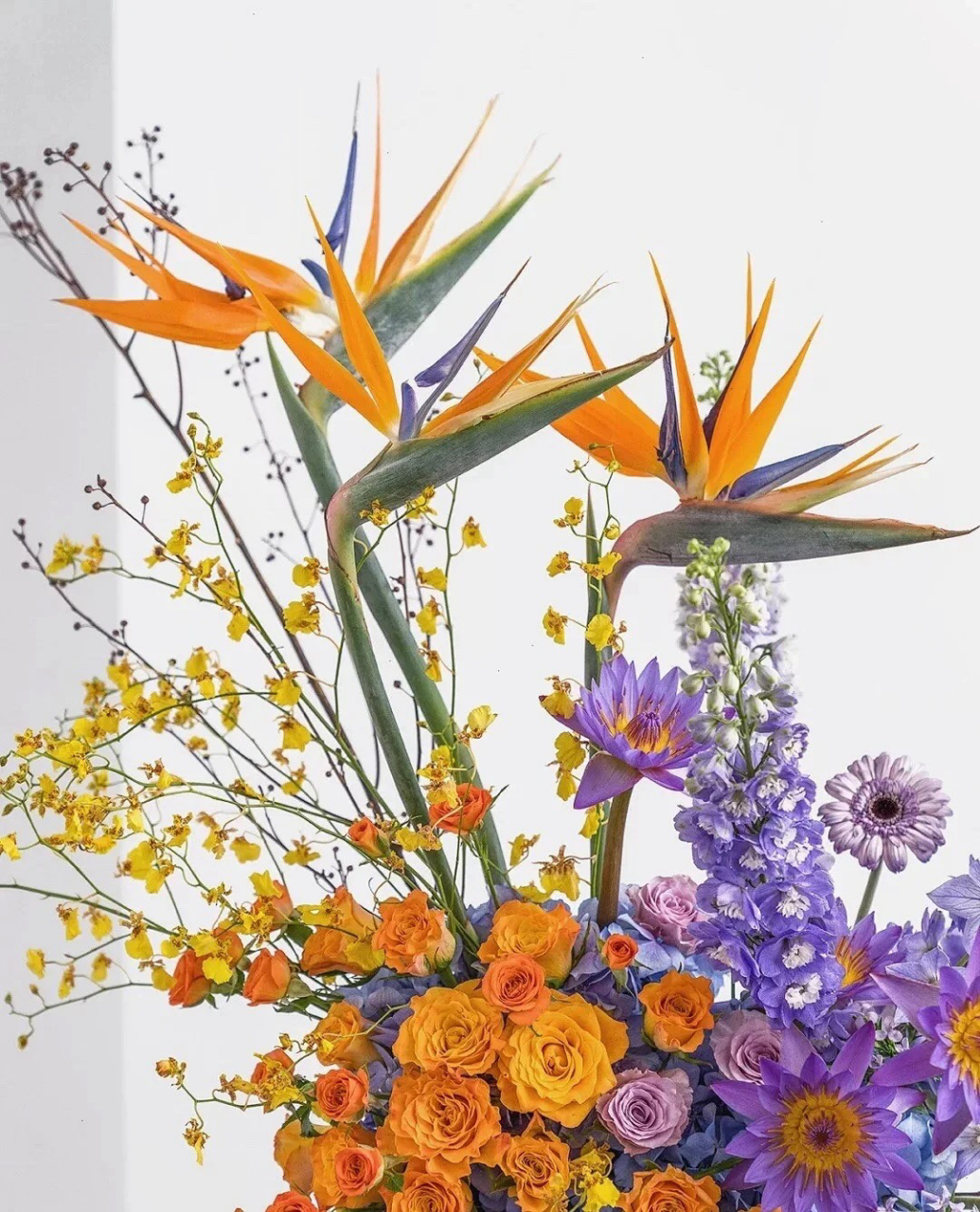 美丽的天堂鸟,唯美浪漫情怀!