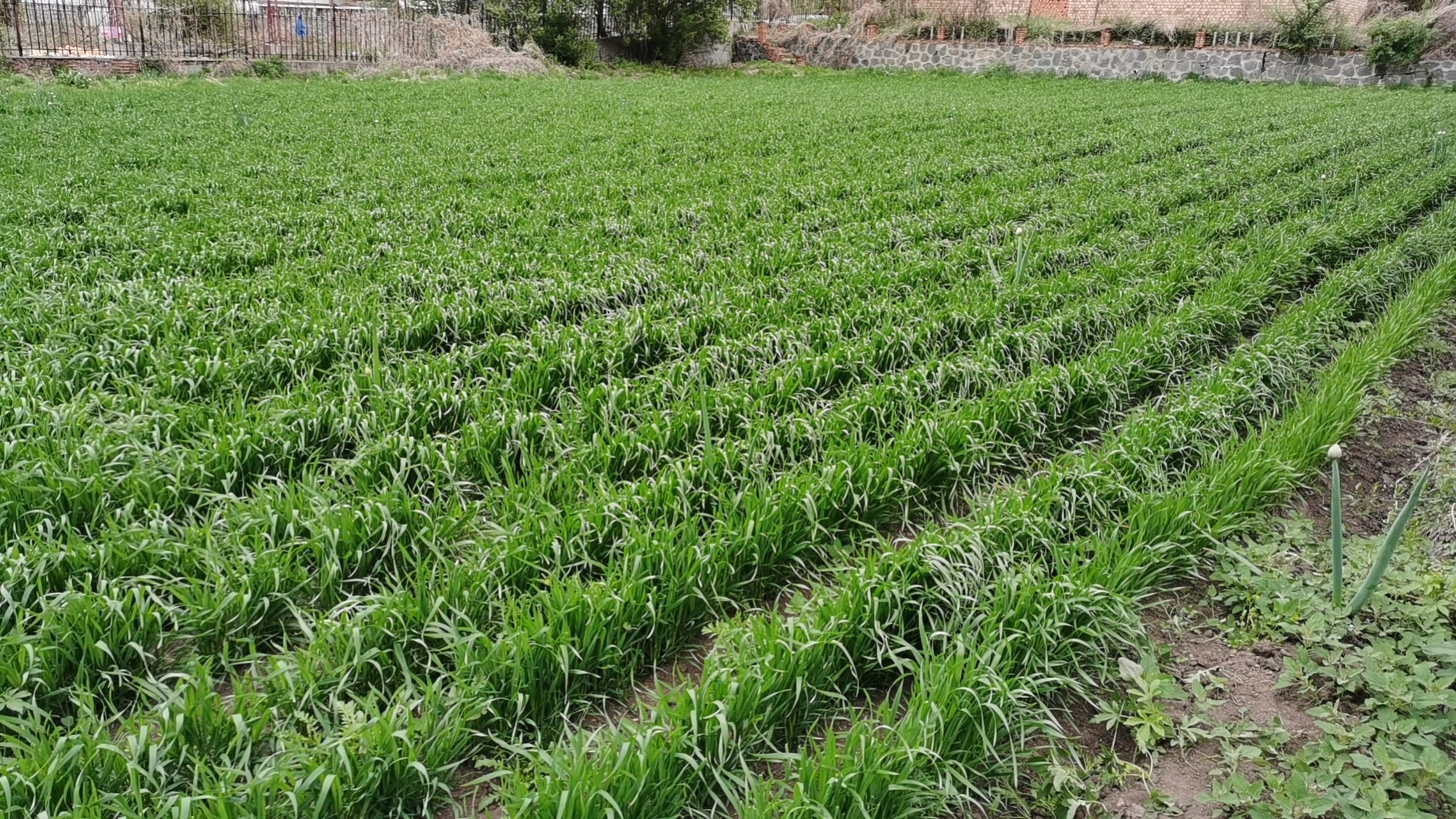 在黑龙江省有多少年没见过春小麦了 ?