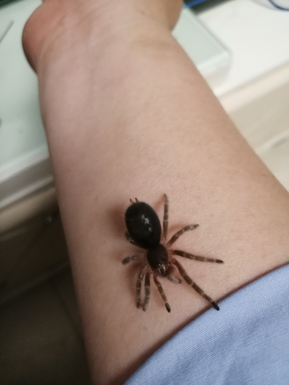 金直间幼蛛,三到四厘米