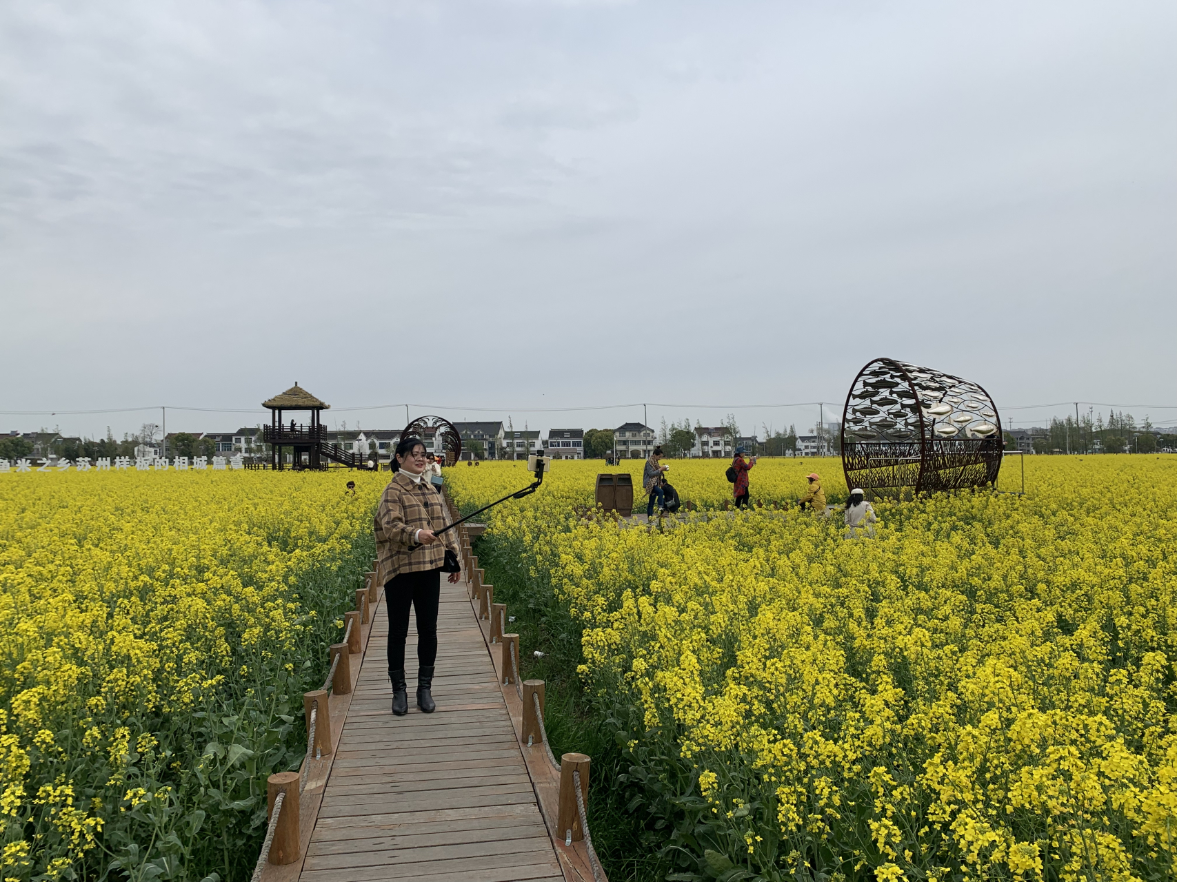 一定要去打卡的景点#苏州太湖稻香公园,金灿灿的油菜花太美啦!