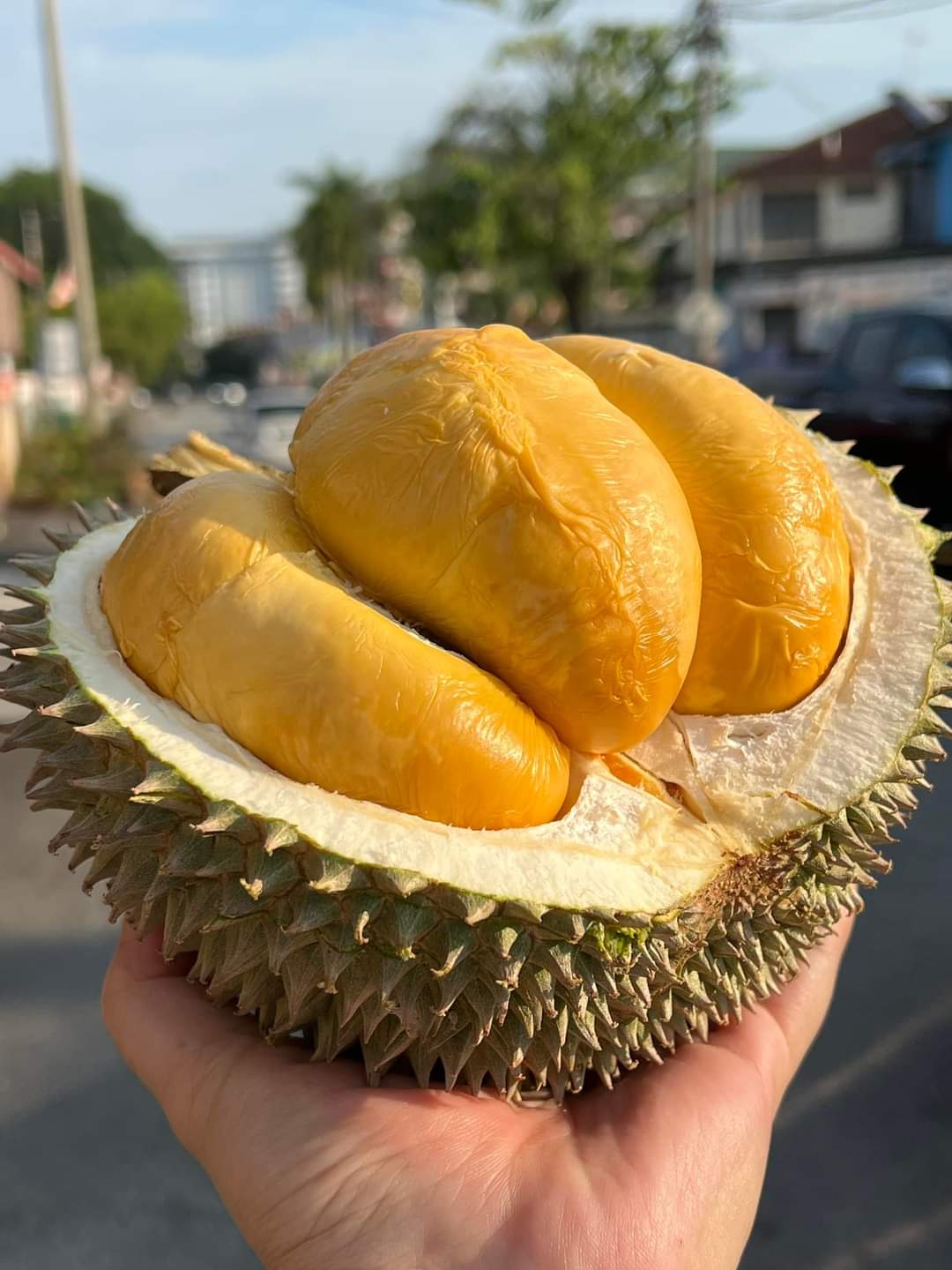 黑刺的产量仅占马来西亚榴莲总