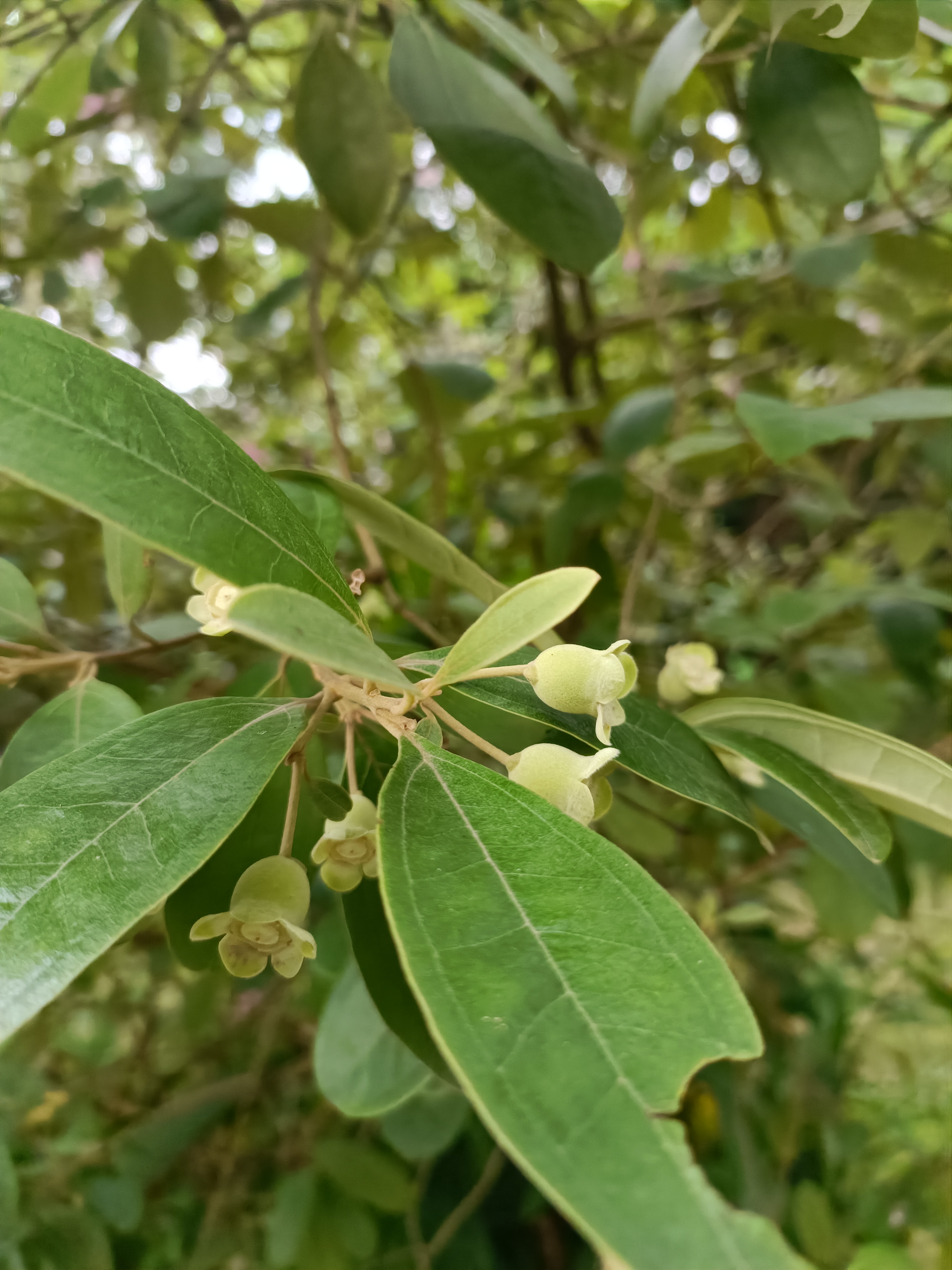 稔子有多种叫法,各个地方叫法不一,有的地方叫鸡稔,桃金娘,金娘子
