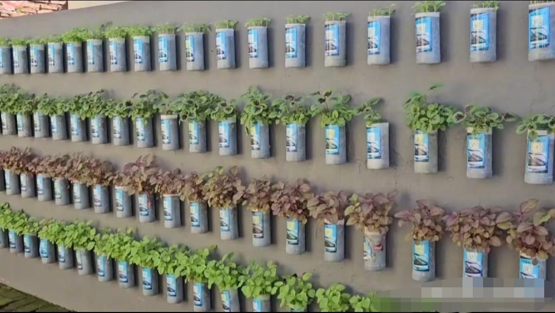 这是俺家姑爷的杰作,把这废弃的塑料瓶,都整整齐齐的贴在墙上,种上