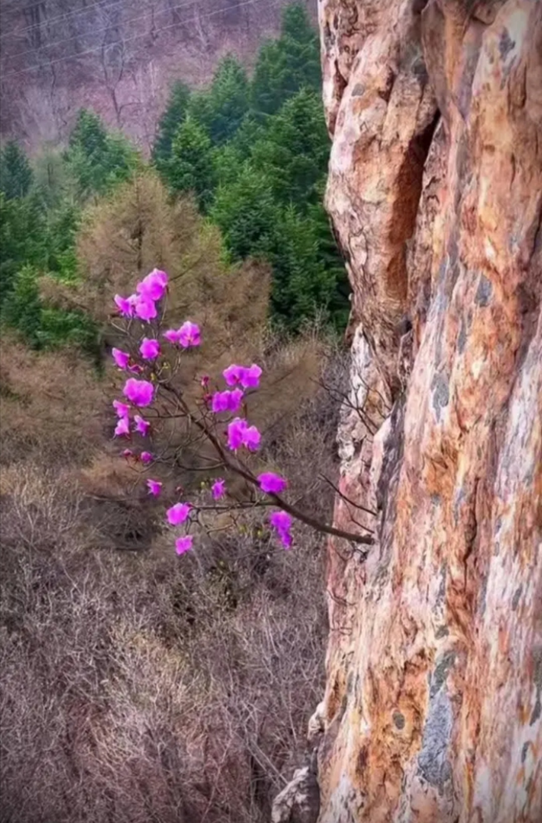 这朵高傲的小花,竞然在悬崖峭壁上绽放得如此美丽.