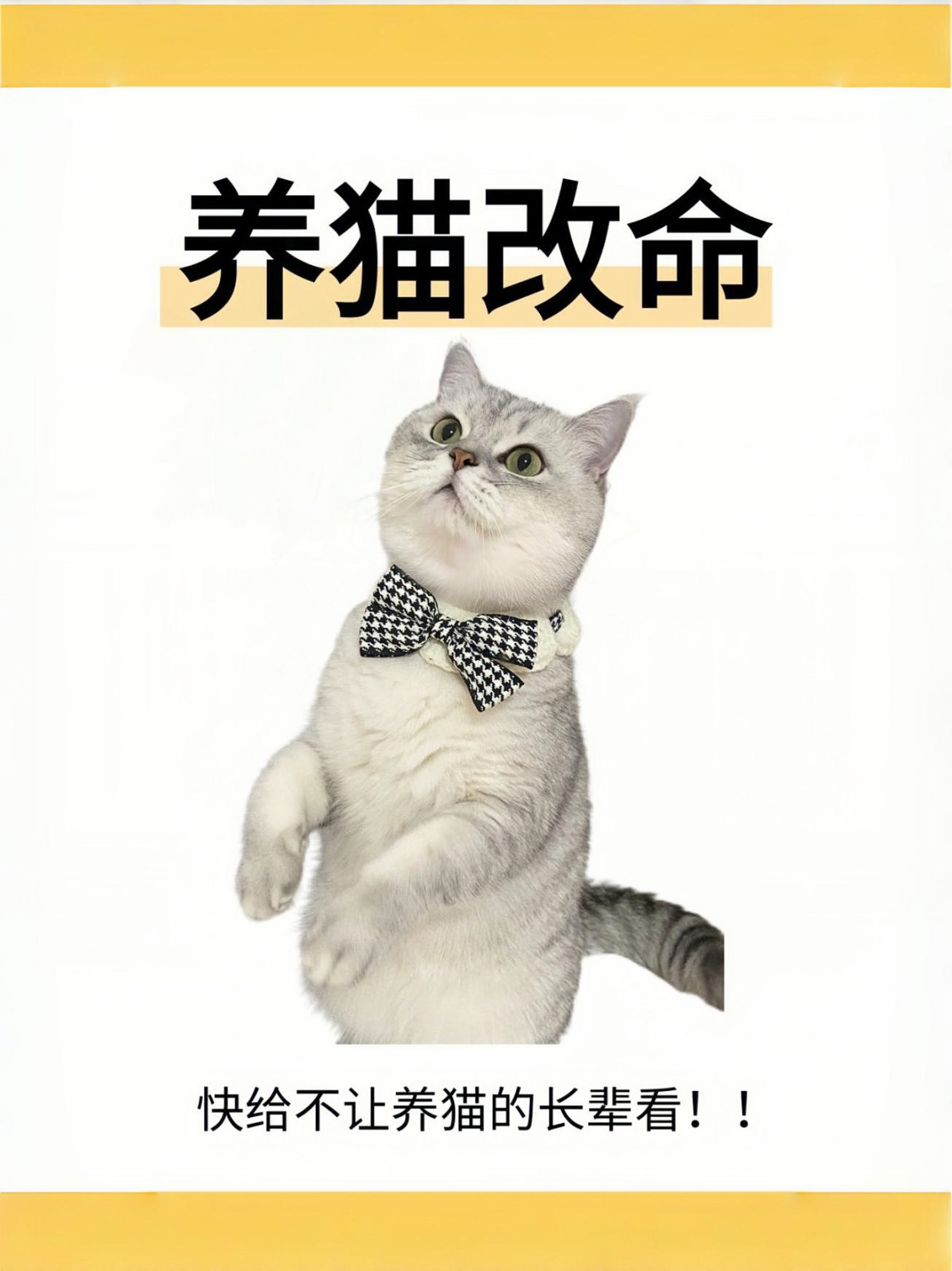 为什么男不养猫呢为什么在线 为什么男不养猫呢为什么在线