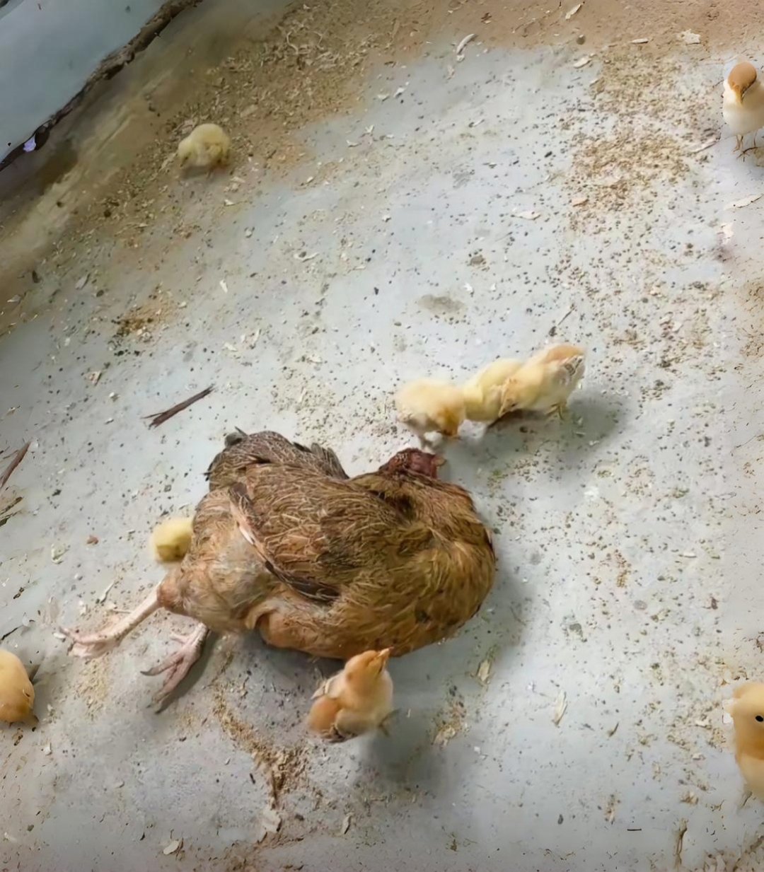 前些日子,我家的小鸡已经出壳整整九天了,可是老母鸡从第三天起就变得