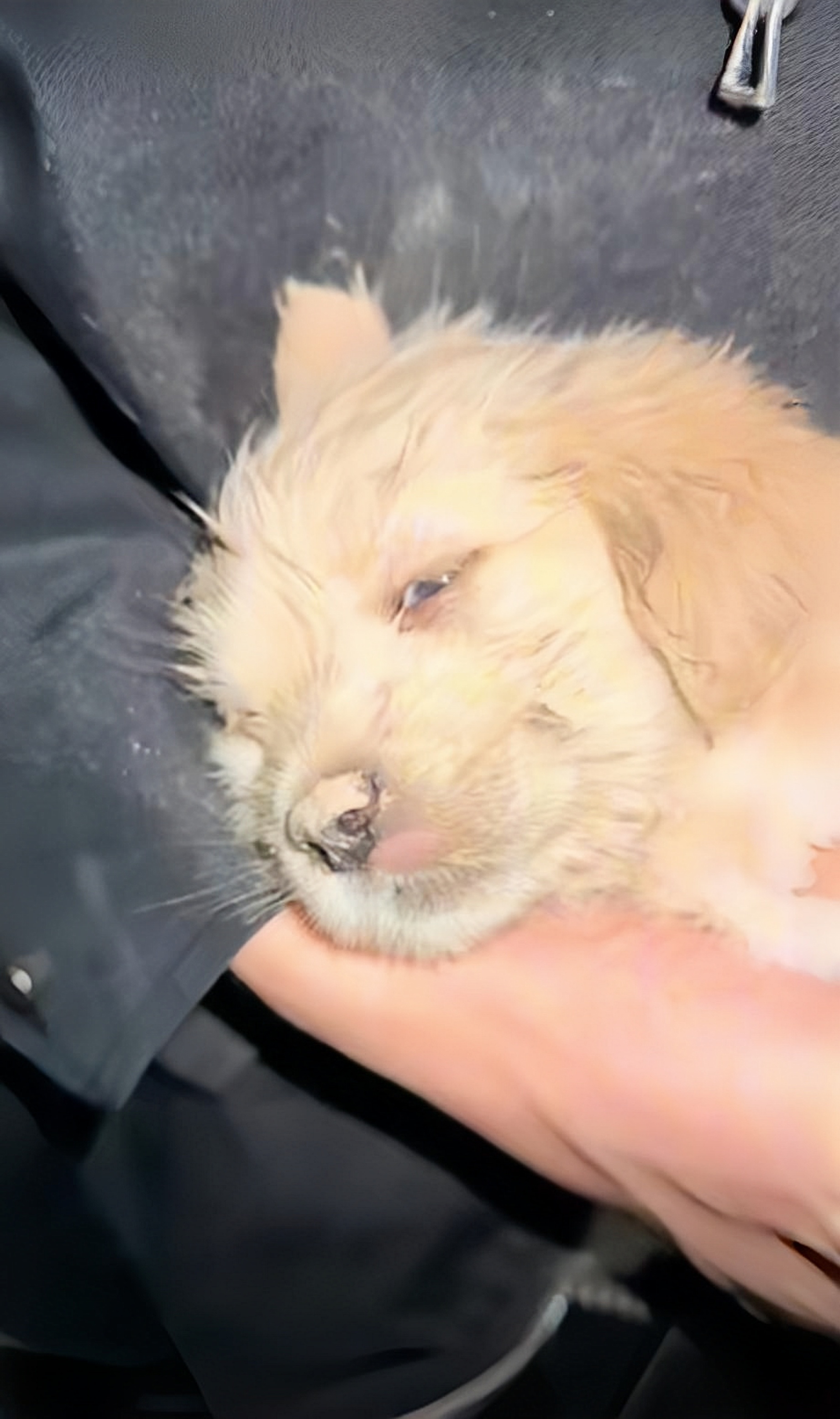 上班途中遇到的小狗,浑身脏兮兮的,在一处废弃的花坛里,颤颤巍巍的趴