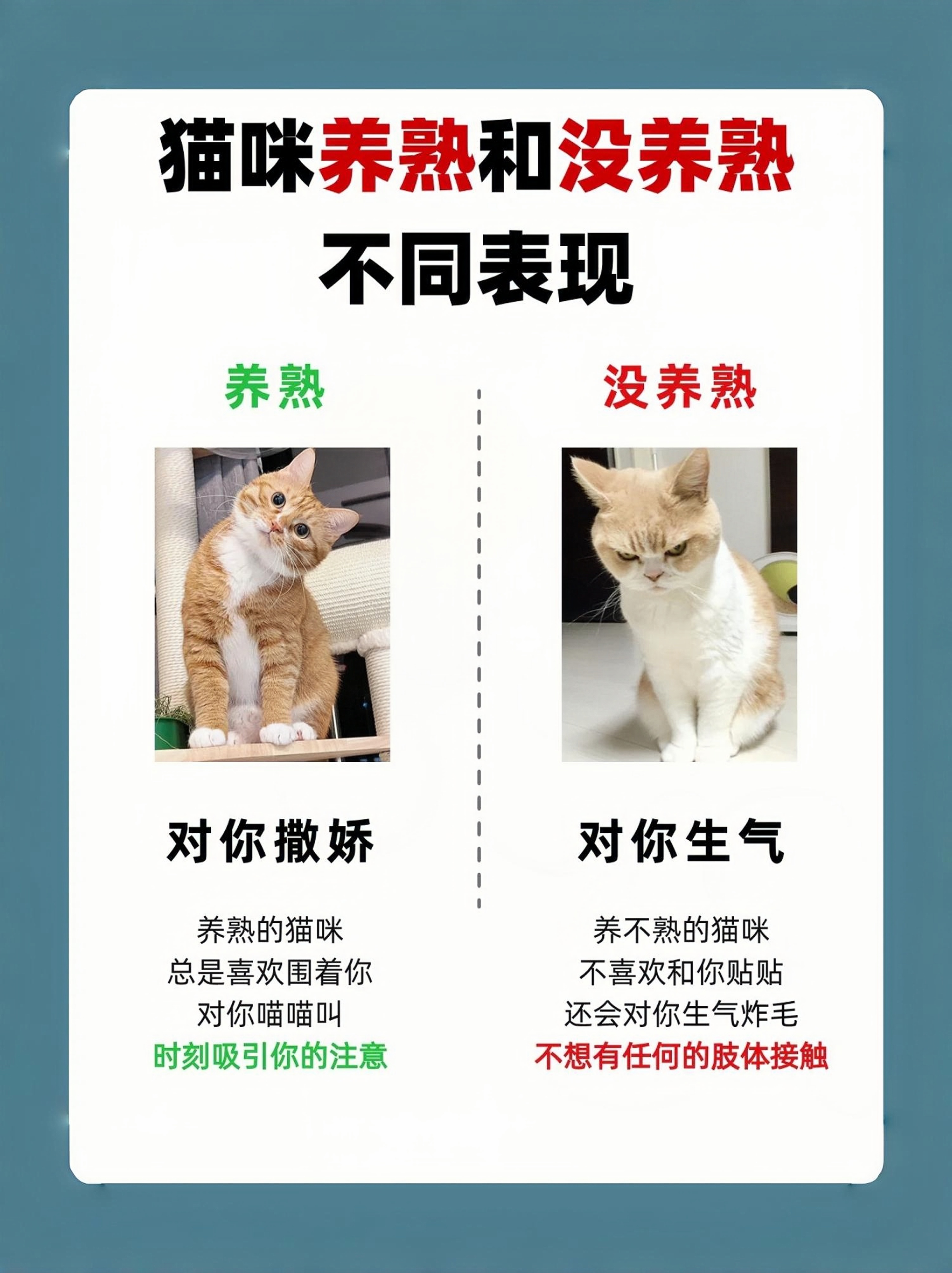 猫咪养熟会有 5 种表现:首先,会对你撒娇;其次,喜欢粘着你,睡在你