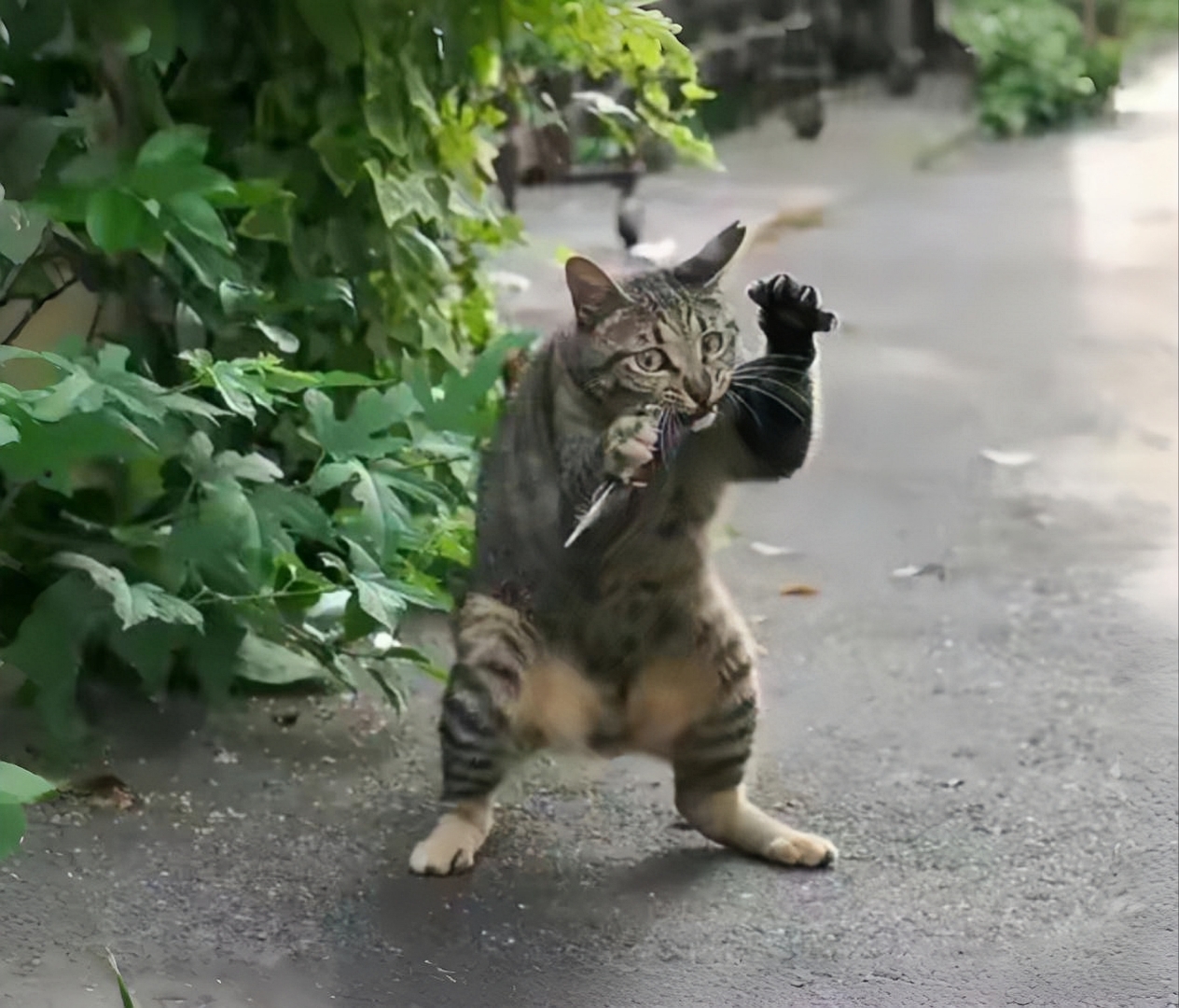 梦见跟猫搏斗（梦见和猫斗智斗勇） 梦见跟猫屠杀
（梦见和猫斗智斗勇） 卜算大全