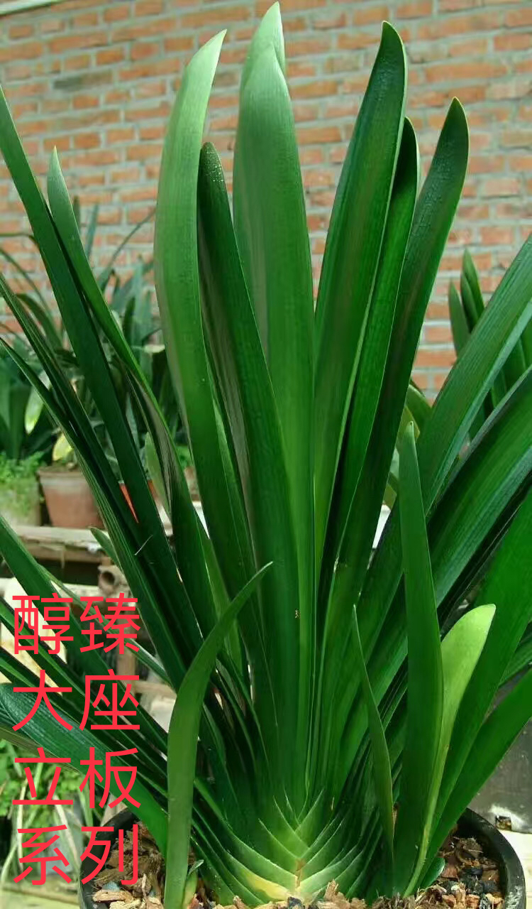 君子兰立板大座基高兰质系列