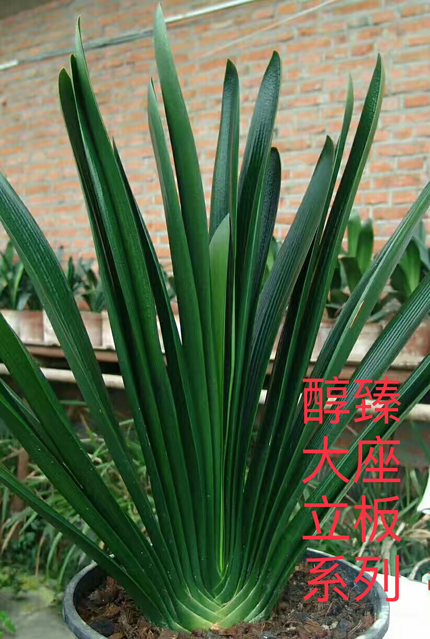 君子兰立板大座基高兰质系列