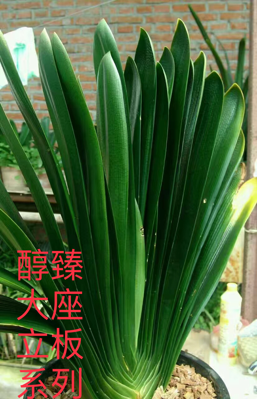 君子兰立板大座基高兰质系列