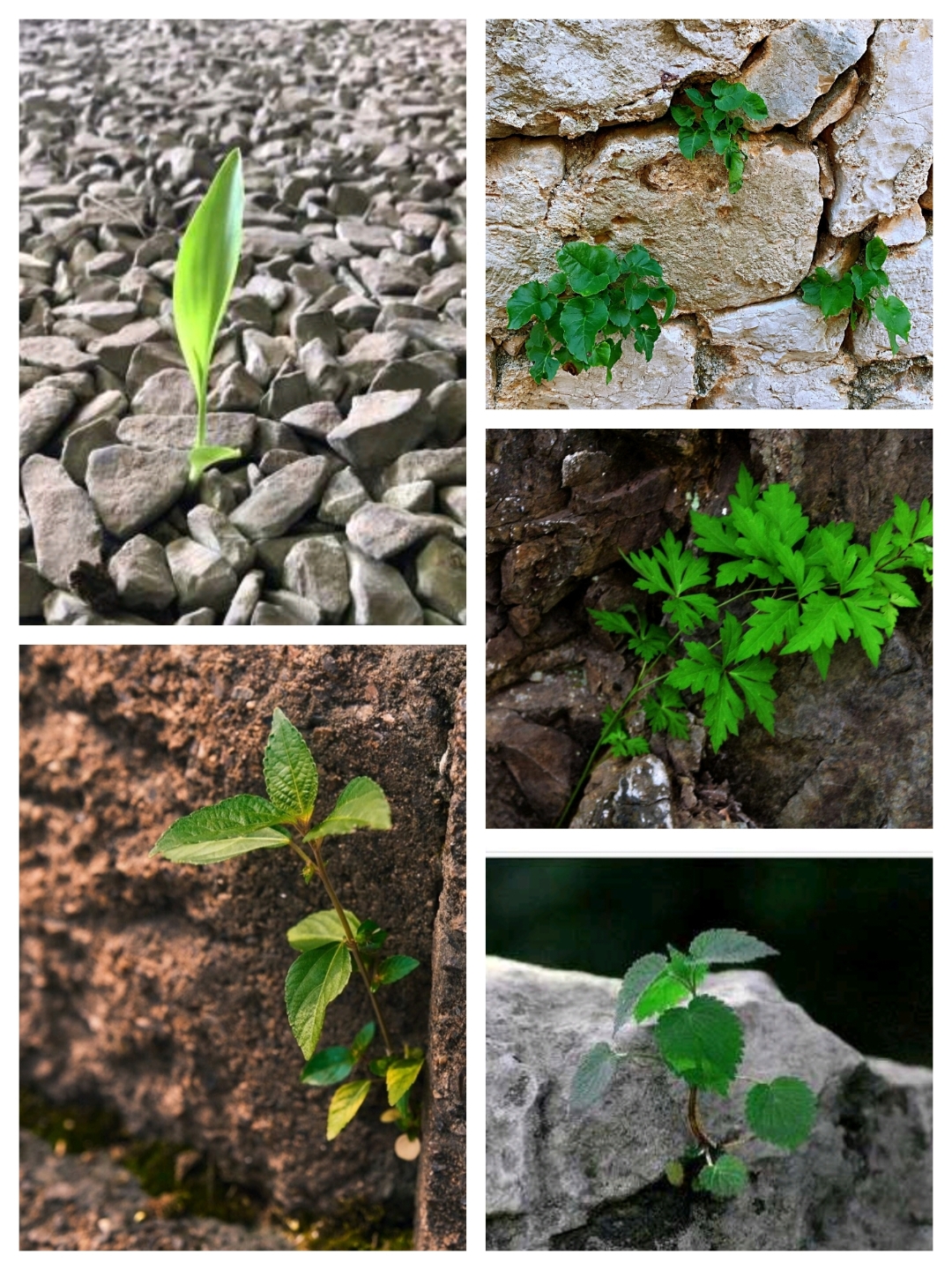 我是石头下面的一棵小草  我是石头下面的一棵小草, 顽石压迫,阻挡我