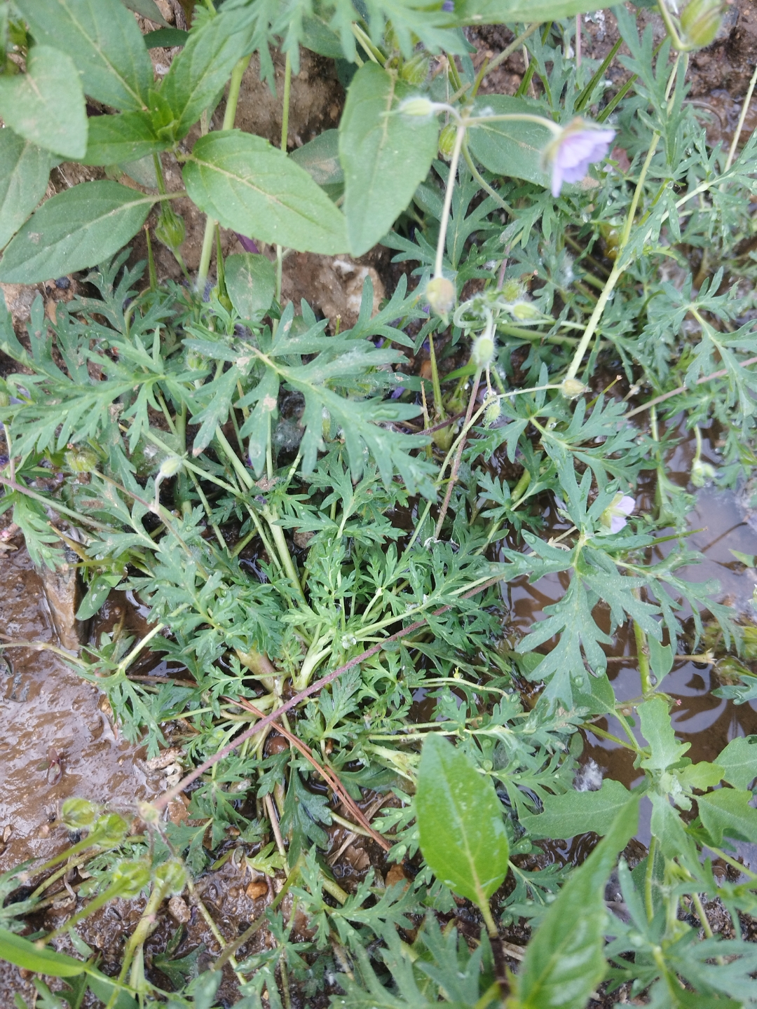 鸟仔麻草药图片图片