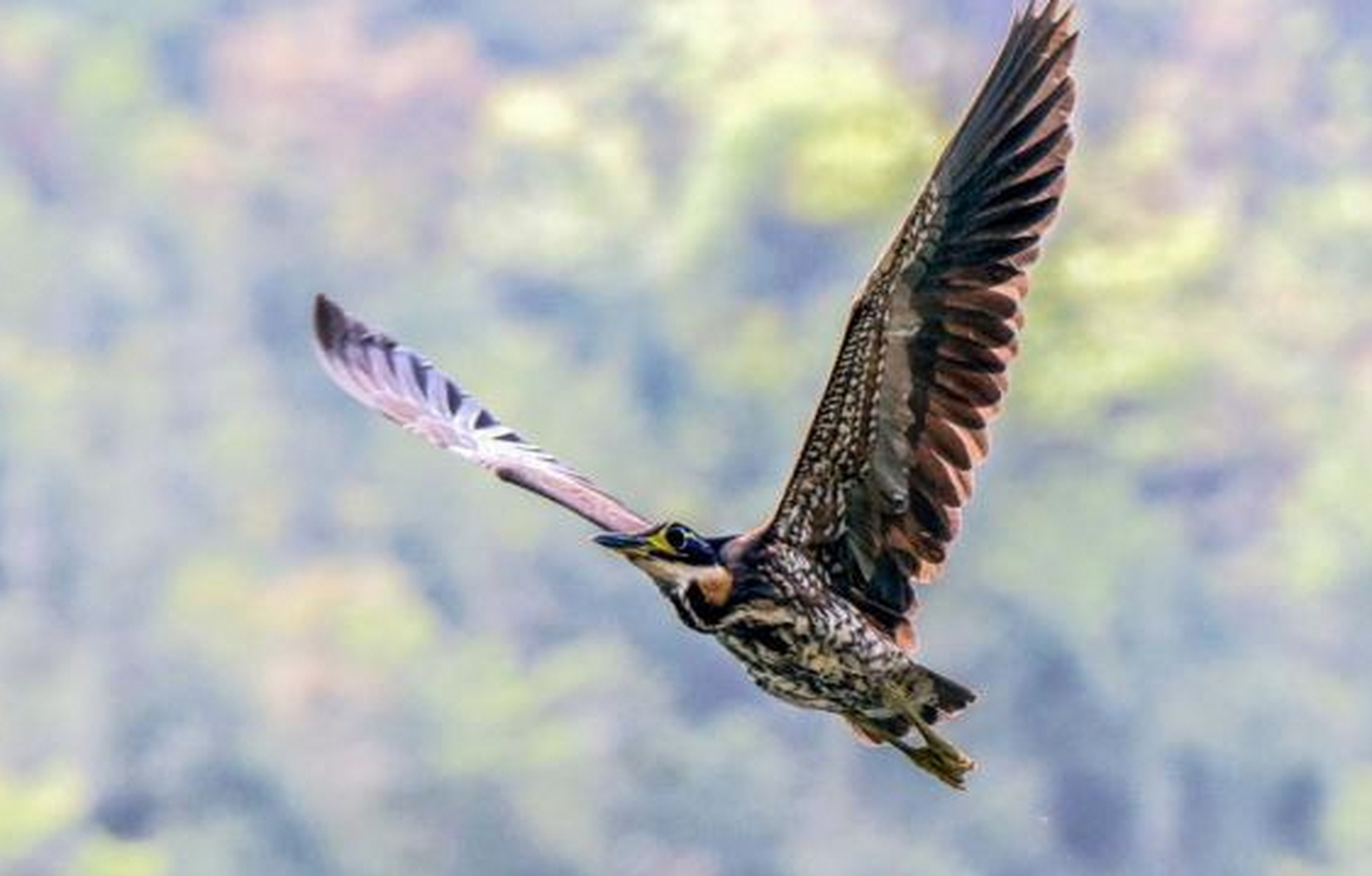 广东惠东发现"世界最神秘的鸟",海南鳽是中国特产的鸟类,在海南为留鸟