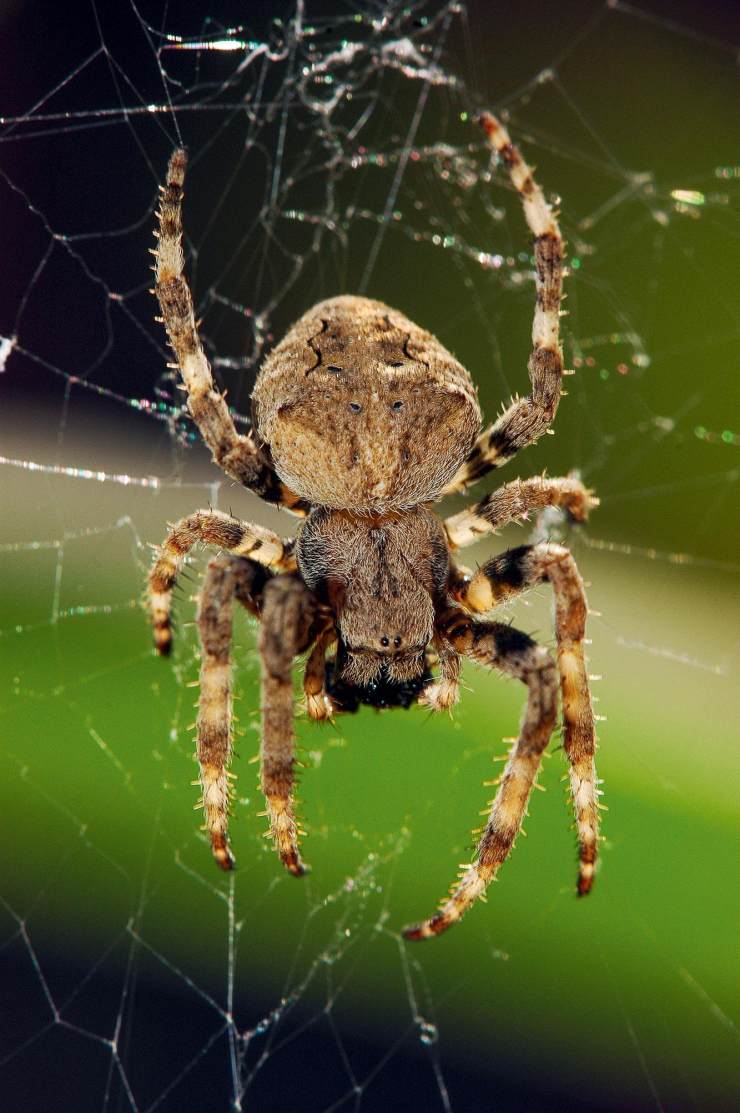 蜘蛛的视力其实非常差