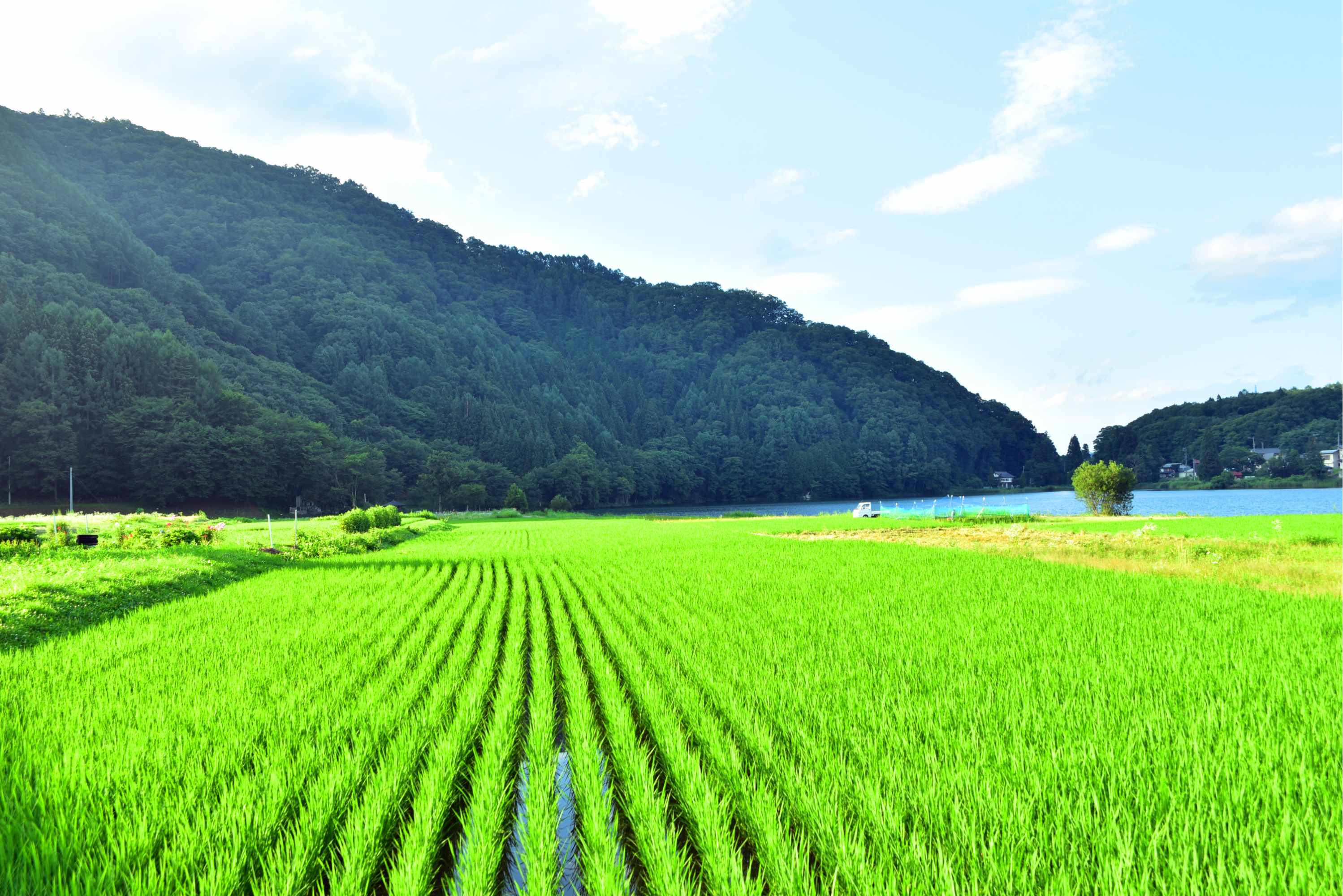 夏天美景乡村图片