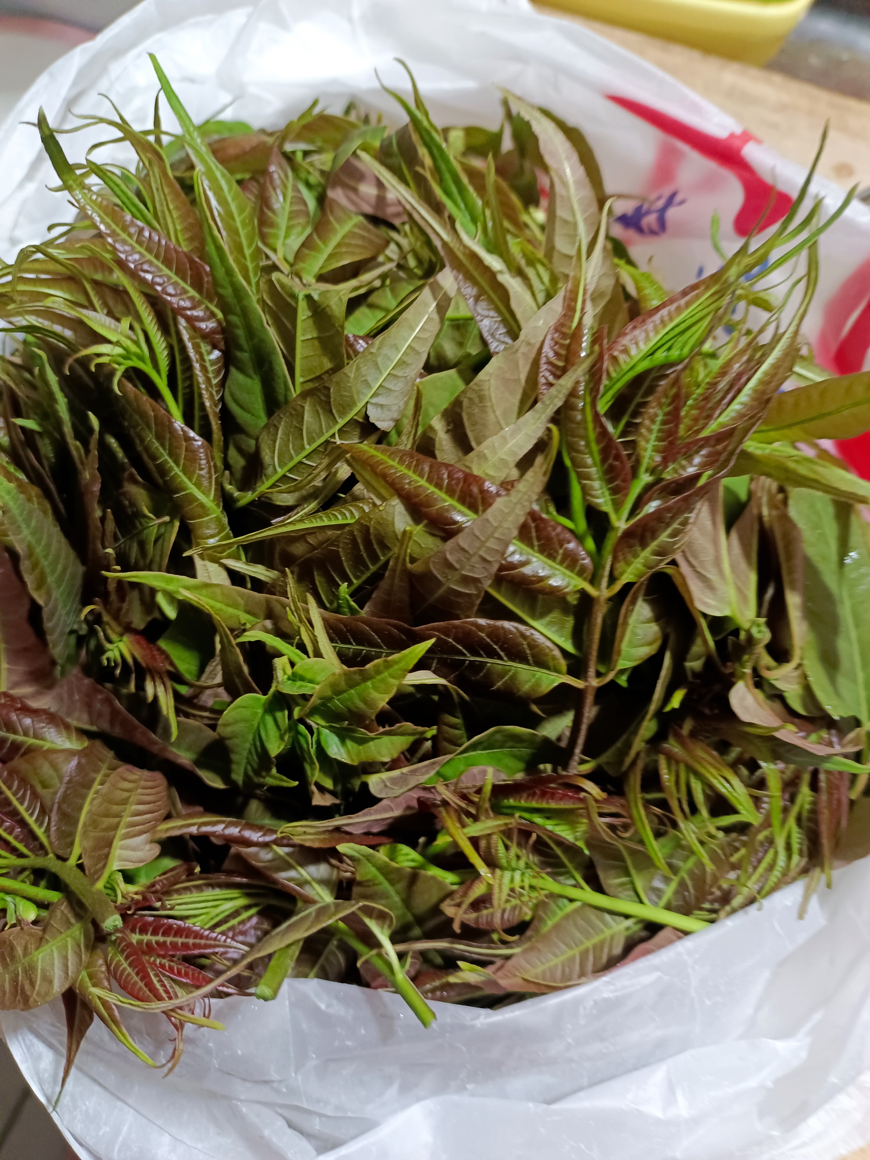 前些年我老公在楼下种了一棵香椿树,每年到这