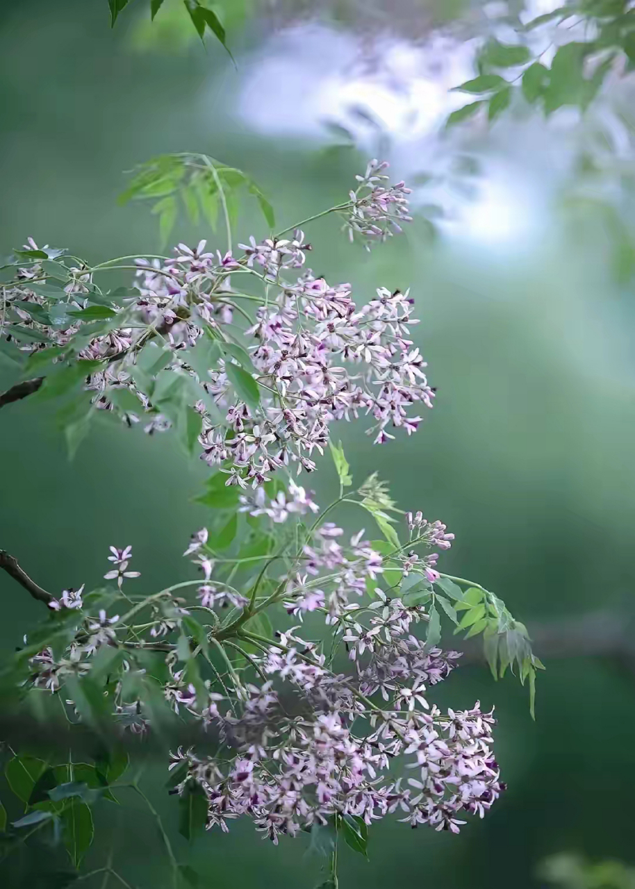 网上看到苦楝花图片,拍得极美.