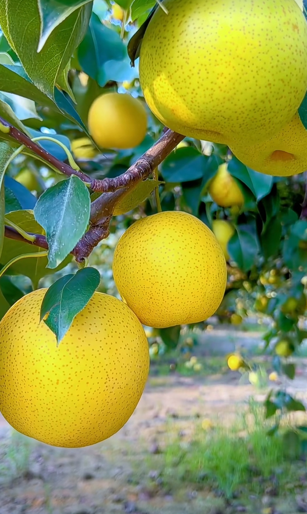 黄澄澄的梨挂满树梢,仿佛阳光都藏在了其中.