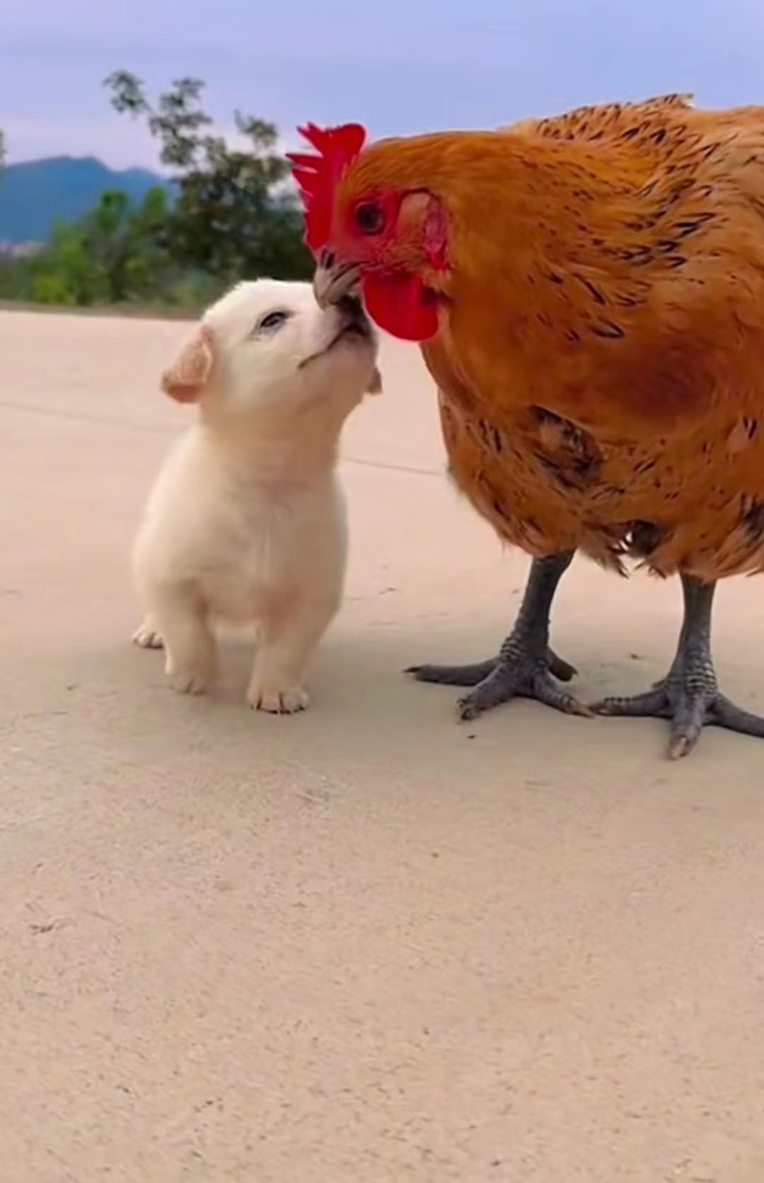 鸡狗的幸福时光#搞笑萌宠