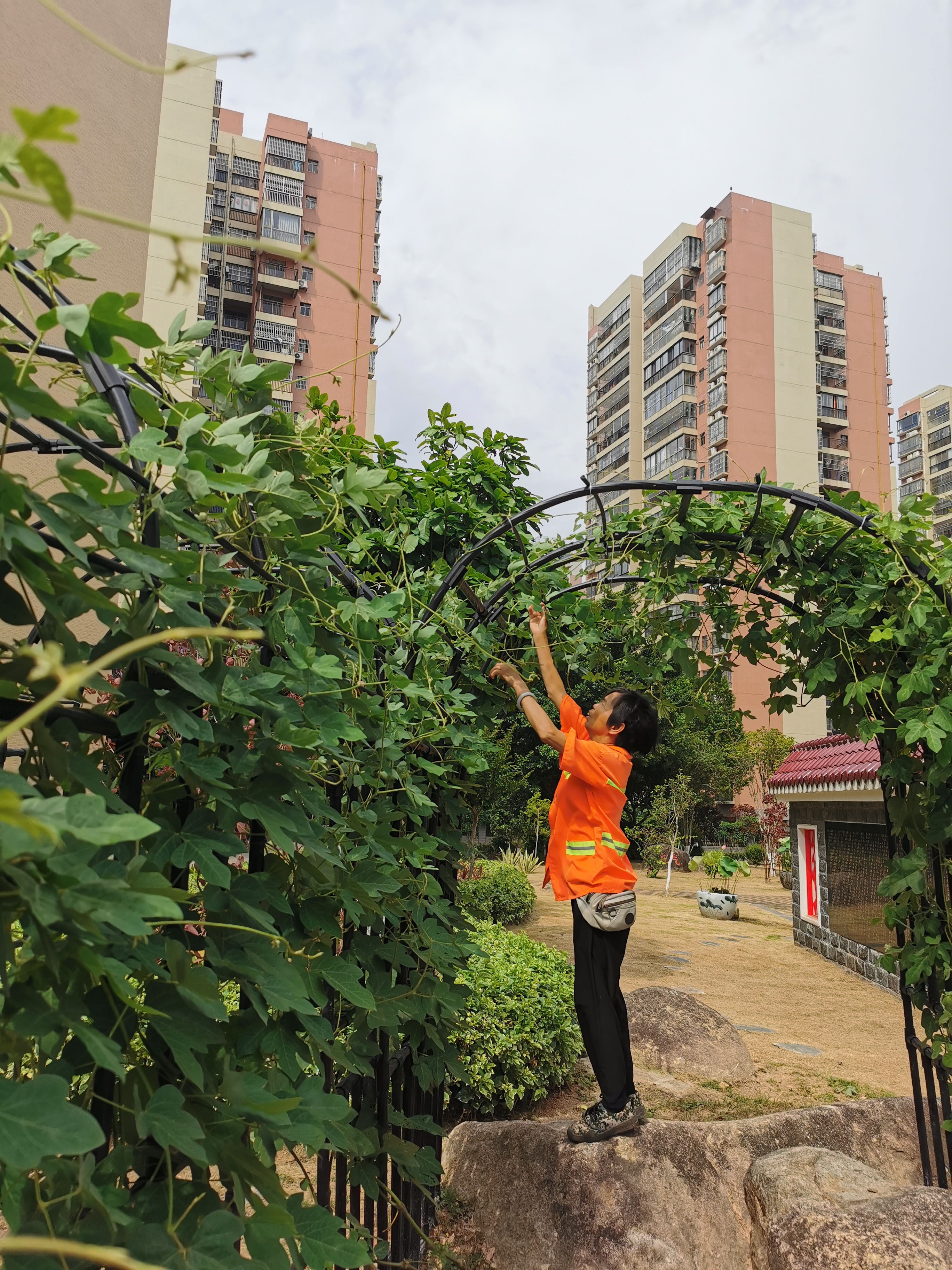 在园丁的辛勤护理下,校园里的大粉葛养得肥嘟嘟的,绿油油的叶子爬满