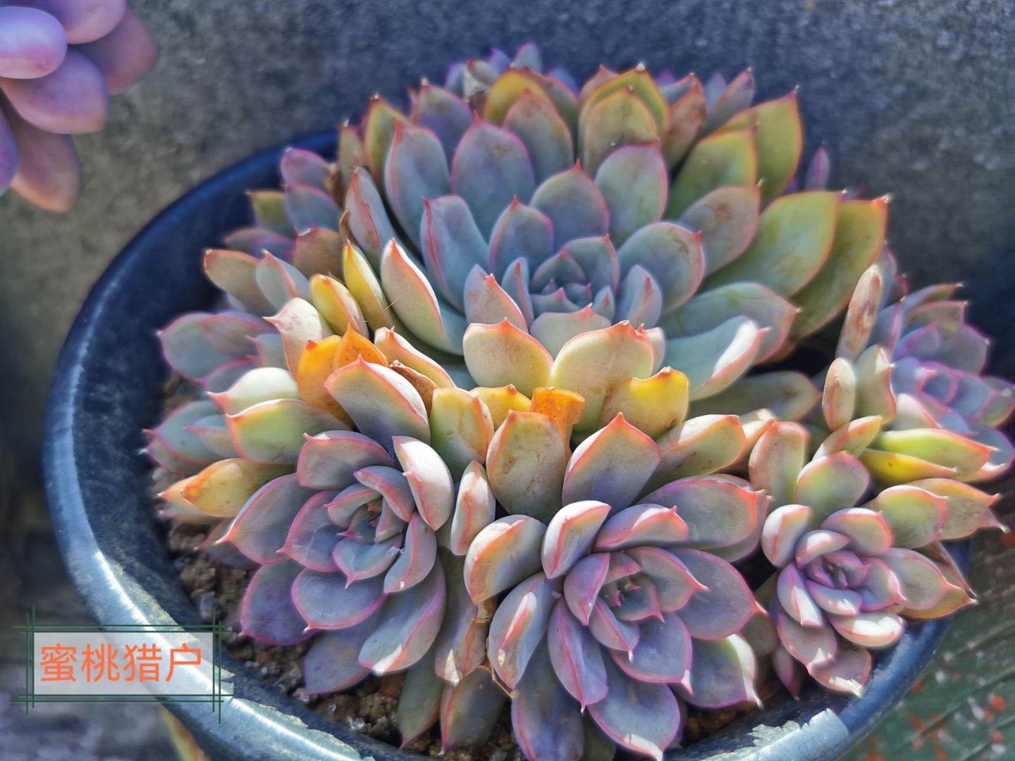 在这宁静的角落, 花瓶中的多肉, 宛如一幅生机盎然的画卷.