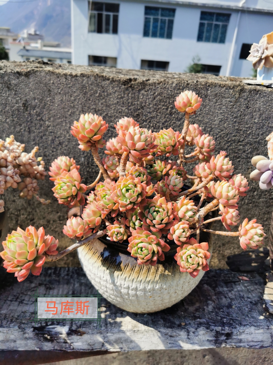 在这宁静的角落, 花瓶中的多肉, 宛如一幅生机盎然的画卷.