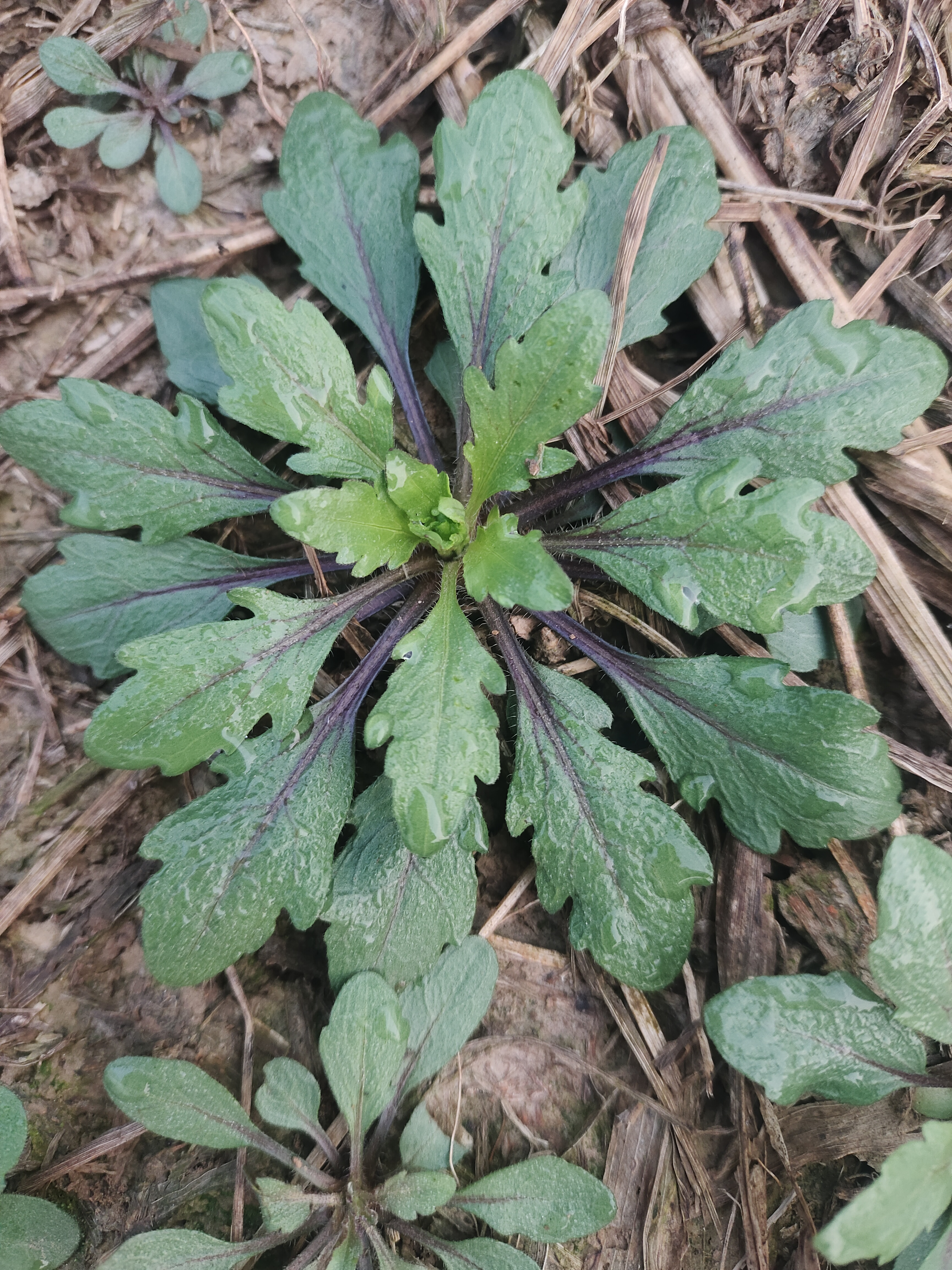 芨芨菜的样子图片