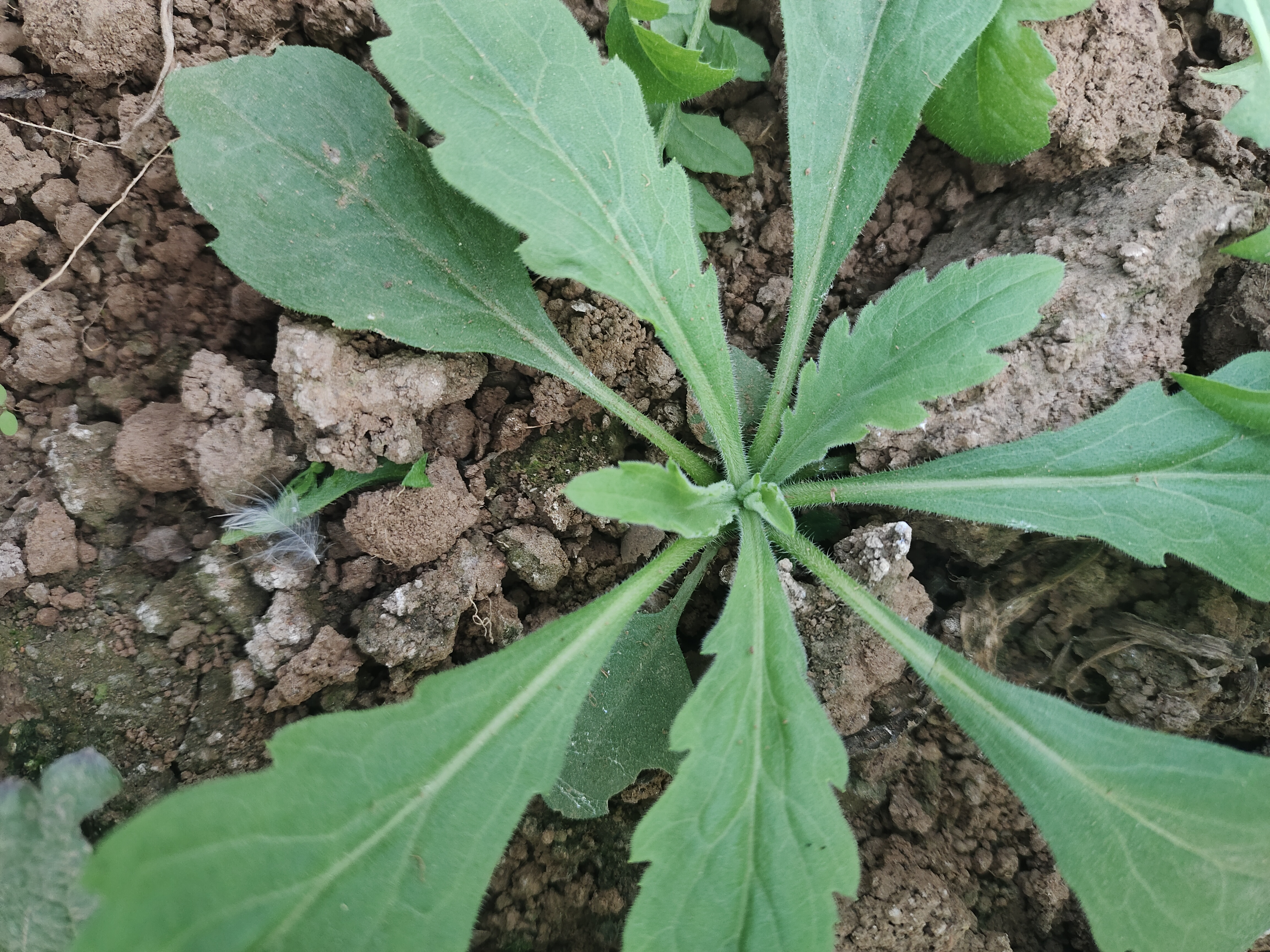 芨芨菜的样子图片