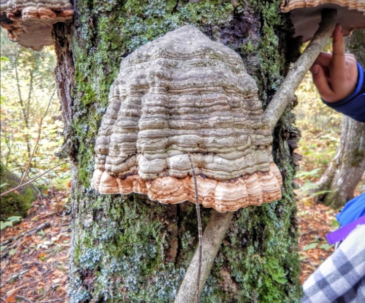 几乎全世界都有的一种大型真菌:木蹄层孔菌 中文正名:木蹄层孔菌 学名