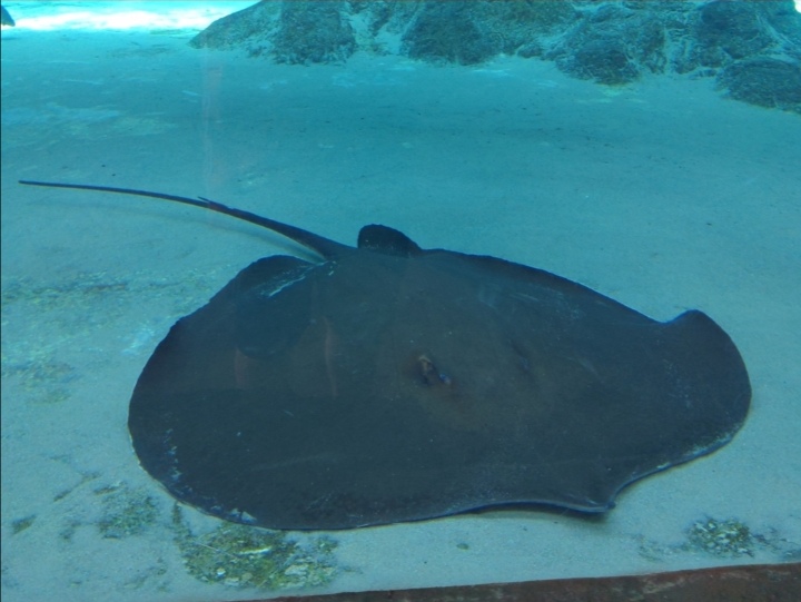 湄公河最大的鱼类:多鳞裸尾魟 中文正名:多鳞裸尾魟 学名:urogymnus