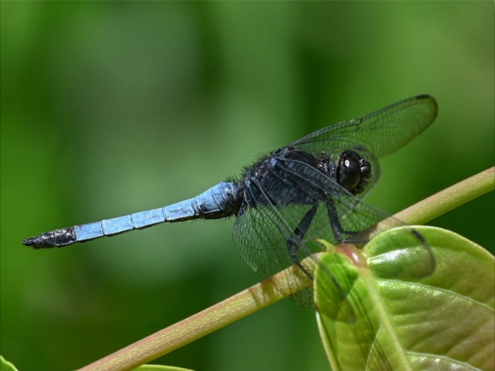 两头黑中间蓝的蜻蜓:鼎脉灰蜻 中文正名:鼎脉灰蜻 学名:orthetrum