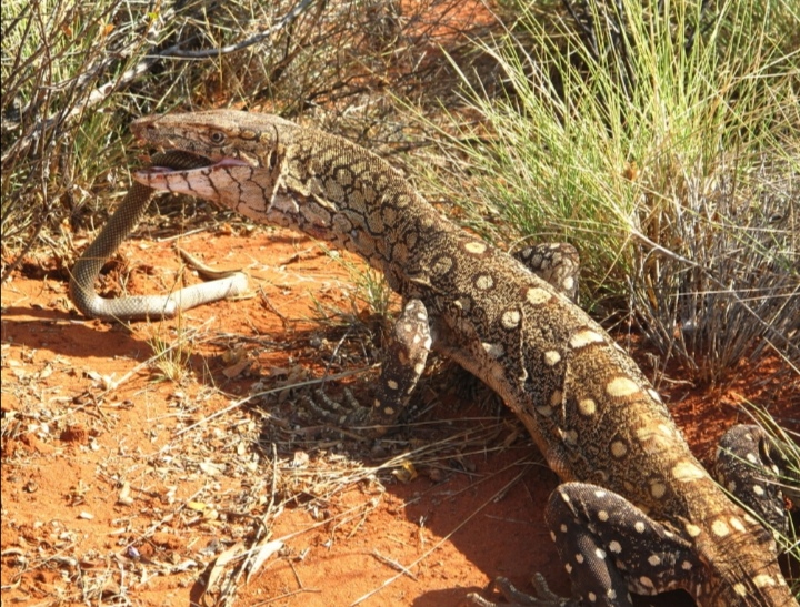 寿命:20年左右 分布:澳洲内陆的荒漠地区 iucn等级:lc 介绍:眼斑巨蜥