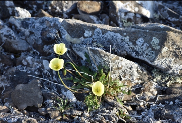 中文正名:北极罂粟 学名:papaver radicatum 分类:罂粟科罂粟属 高度