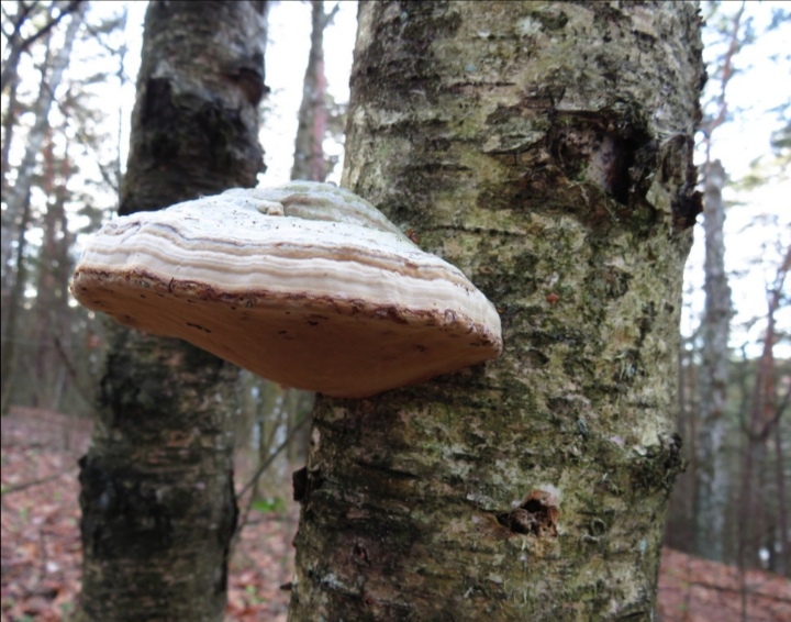 几乎全世界都有的一种大型真菌:木蹄层孔菌 中文正名:木蹄层孔菌 学名