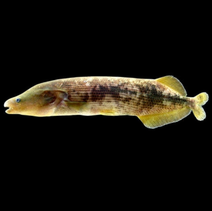 非洲慈鲷的大敌:鳗形拟长颌鱼 鳗形拟长颌鱼