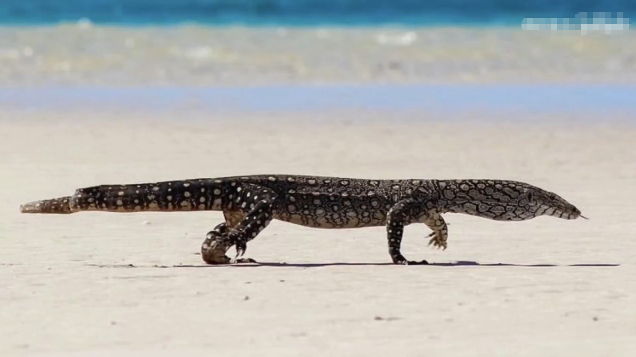 寿命:20年左右 分布:澳洲内陆的荒漠地区 iucn等级:lc 介绍:眼斑巨蜥