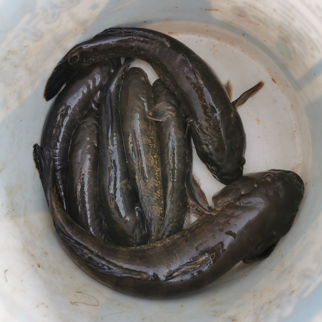 大涂鳗,四两多,长度超过25厘米