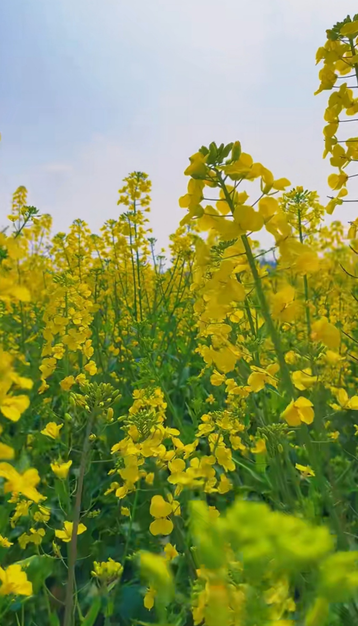 🌼🌤️在这张油菜花田中,蓝天与白云仿佛是油菜花的完美背 