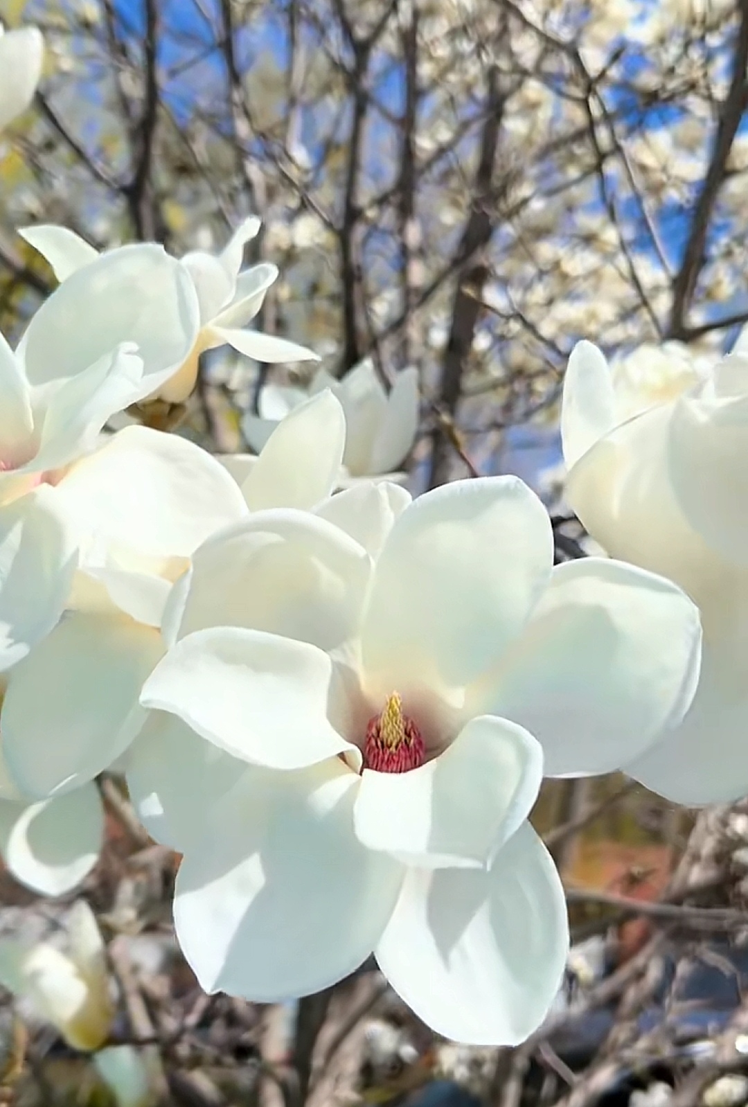 白色木兰花,清新脱俗,仿佛是从天堂飘落人间的精灵