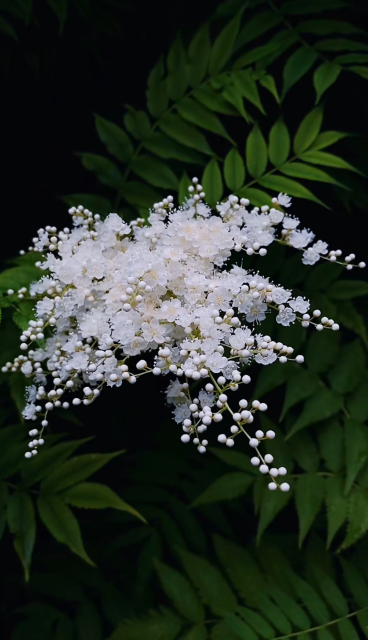 珍珠花 踏春之际,山间小径旁,遇一花树,枝条虬曲,绿叶细密