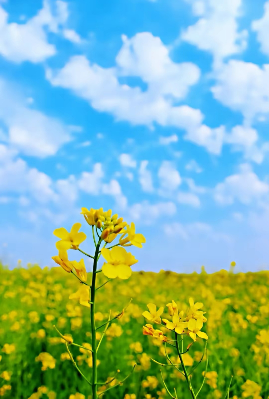 🌼🌤️在这张油菜花田中,蓝天与白云仿佛是油菜花的完美背 