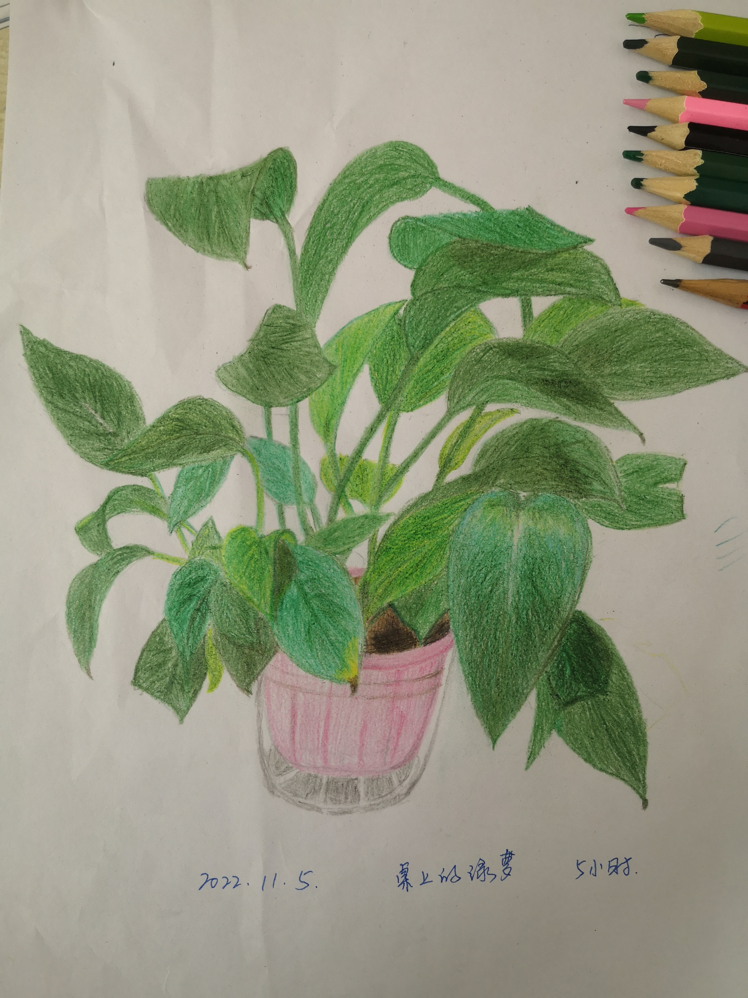 第二幅,对着办公桌上的绿萝画的#彩铅# 希望有大神们的点评,互相学习