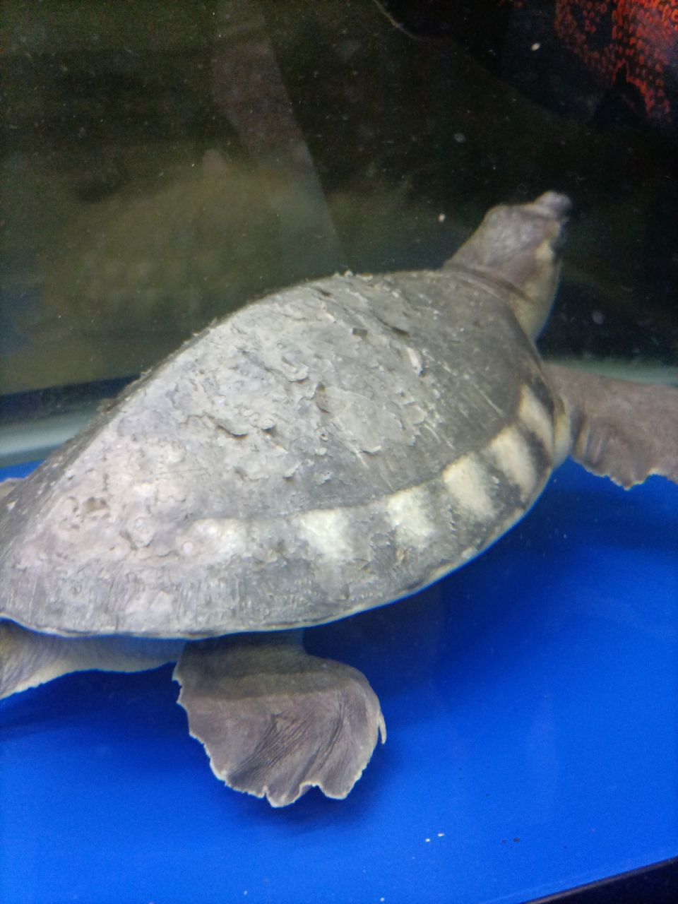 我家小可爱背上脱皮了,是什么情况