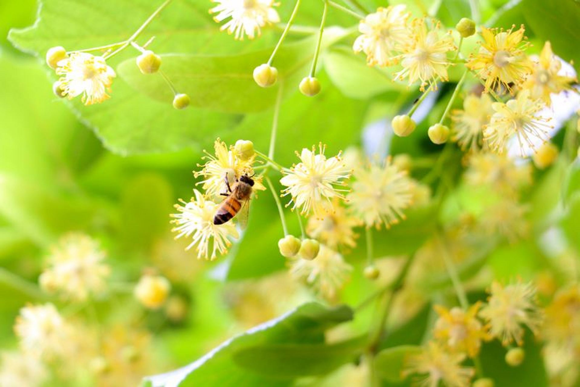 選擇了東北椴樹進行釀蜜